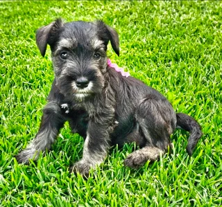 Miniature Schnauzers