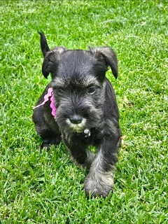 Miniature Schnauzers