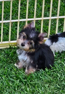 Yorkie puppy