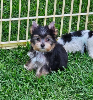 Yorkie puppy