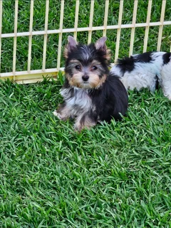 Yorkie puppy