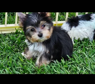Yorkie puppy