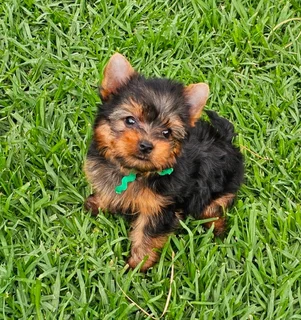 Pocket size Yorkie puppy available