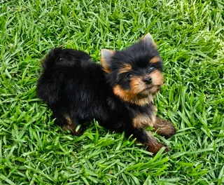 Adorable Yorkie puppies available to go