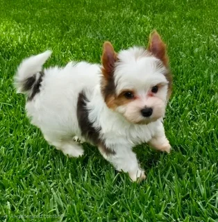 Very Cute Small Blueberry Yorkie puppy