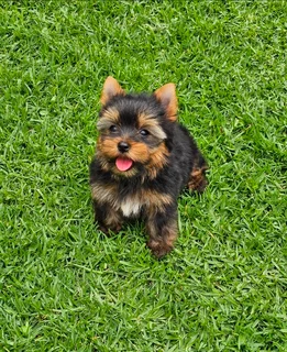 Pocket size Yorkie puppy available