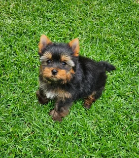 Pocket size Yorkie puppy available
