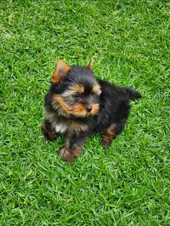 Pocket size Yorkie puppy available