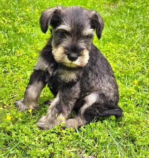 Pedigree Miniature Schnauzer puppies