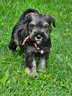 Pedigree Miniature Schnauzer puppies