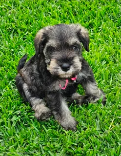 Pedigree Miniature Schnauzer puppies