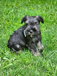 Pedigree Miniature Schnauzer puppies