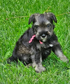 Pedigree Miniature Schnauzer puppies