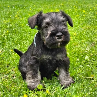 Pedigree Miniature Schnauzer puppies