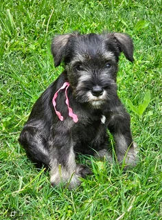 Pedigree Miniature Schnauzer puppies