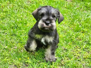 Pedigree Miniature Schnauzer puppies