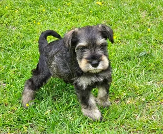 Pedigree Miniature Schnauzer puppies