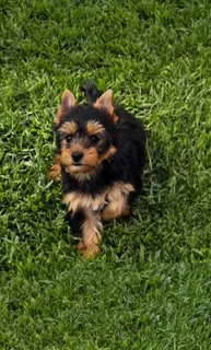 Female Yorkie puppy available to go