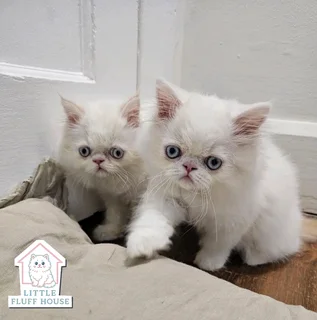 Persian kittens