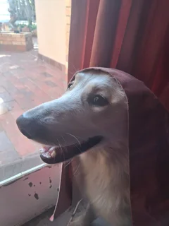 Dog Training - Ad posted by Raptor Man