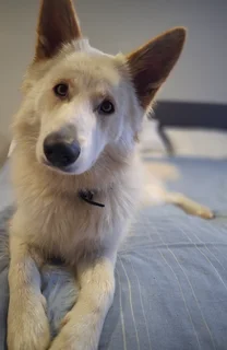 Miniature Swiss Shepherd