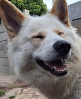 Miniature Swiss Shepherd