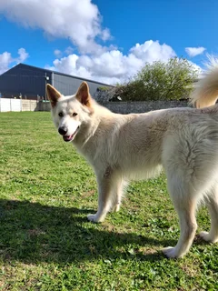 Miniature Swiss Shepherd