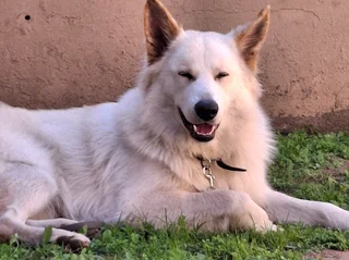 Miniature Swiss Shepherd
