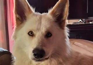 Overnight Dog Presence • Port Elizabeth