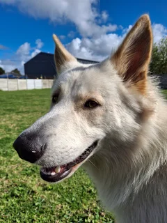 OVERNIGHT DOG PRESENCE • PORT ELIZABETH