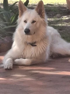 OVERNIGHT DOG PRESENCE • PORT ELIZABETH