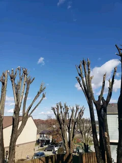 Professional tree felling in George