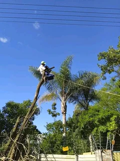 James&#39;s Tree Felling service