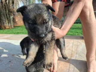 German Shepherd Puppies for Sale