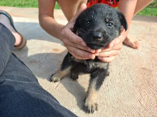 German Shepherd Puppies for Sale