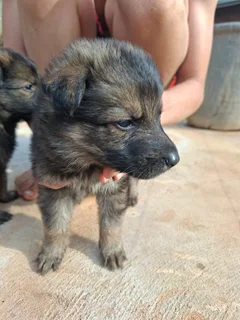 German Shepherd Puppies for Sale