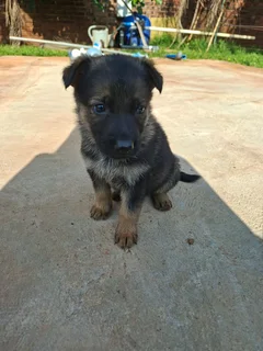 German Shepherd Puppies for Sale