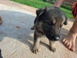 German Shepherd Puppies for Sale