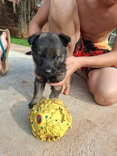 German Shepherd Puppies for Sale