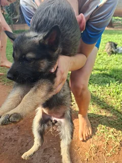 German shepherd puppies for sale