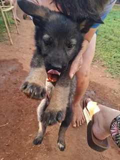 German shepherd puppies for sale