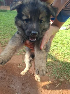 German shepherd puppies for sale