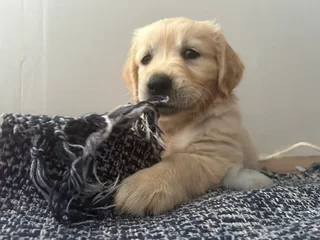 Golden Retriever puppies