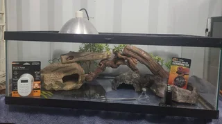 Complete Reptile Tank Set Ups