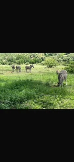 Holiday Accomodation Pilansberg