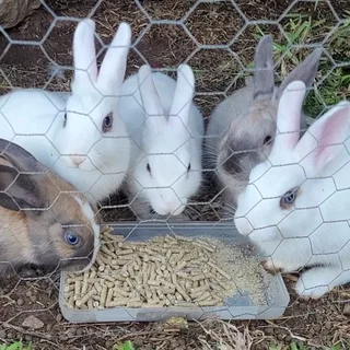 Rabbits for Sale – Healthy &amp; Friendly