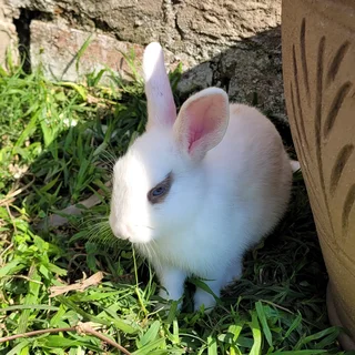 Rabbits for Sale – Healthy &amp; Friendly