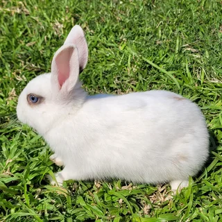 Rabbits for Sale – Healthy &amp; Friendly