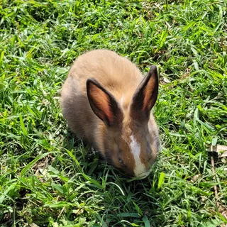 Rabbits for Sale – Healthy &amp; Friendly