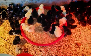 Black australorp chicks